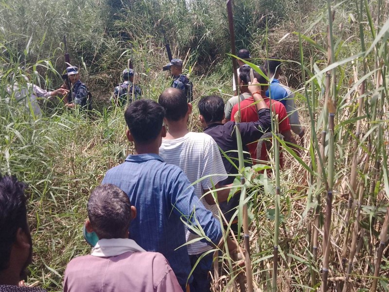 बेलौरीमा बाघको आक्रमणबाट एक जना बेपत्ता; निकुञ्जबाट प्राविधिक टोली परिचालन